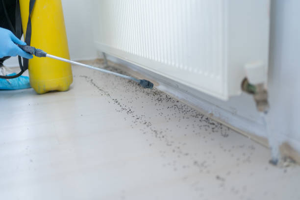 Reliable Leeds, AL Pest Control Solutions
